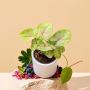 Add Life to Your Space with the Sygonium Golden Plant