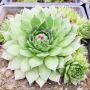 Laxmi Kamal: The Plant That Attracts Prosperity and Purity