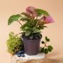 Transform Your Space with Syngonium Bronze