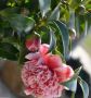 Buy Native Australian Plants Online