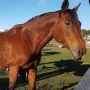 Horseback Riding Summer Camp in Toronto