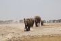 Discover the Magic of African Wildlife Safaris