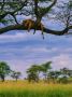 Experience African Wildlife Safaris in Unmatched Luxury