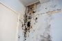 Expert Mold Restoration in Hillsboro, OR