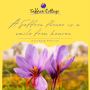 100% DIPERCAYAI, 5 KEBAIKAN SAFFRON UNTUK LELAKI