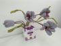 Only Crocus Sativus provides SAFFRON