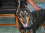 Expert Pet Surgeries at Powell Veterinary Service