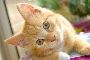 Find Quality Veterinary Services in Your Neighborhood