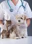 Trusted Veterinary Services Across Surrounding Areas