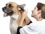Comprehensive Ear Infection Treatment 