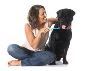 Prevent Ear Infections in Dogs – Powell Veterinary Service