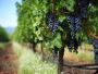 Luxury Wine Tours Transportation Woodinville
