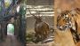 Delhi, Agra, Jaipur and Ranthambore by Car