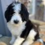 Mini St Berdoodle Puppies For Sale