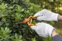 Tree Pruning, Hedge Trimming & Gardening Services