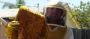 Same-Day Bee Removal in Solana Beach – Call Now