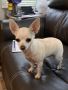   Chihuahua Puppies for Sale Alabama | PS Great Chihuahua