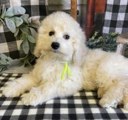 Mini Goldendoodle Puppy Breeders