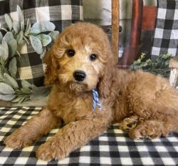 F1BB Mini Goldendoodle Puppies