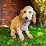 Doodle Puppies For Sale Near Me