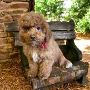 Labradoodle Breeders MN
