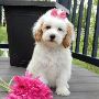 Looking For Reputable Breeders Goldendoodles in Ohio 