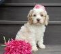 Puppy Training Ohio - Puppy Love Paradise