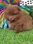 Buy Pomeranian Puppies Buy Pomeranian Puppies