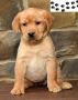 Labrador Retriever Puppies.