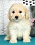  Cavachon Puppies