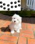 Maltese Puppies