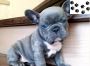 French Bulldog Puppies