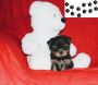  Yorksire Terrier Puppies