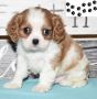 Cavalier King Charles Spaniel Puppies