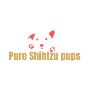 Meet Your Sweet Shih Tzu Puppy 3 Weeks Old Now