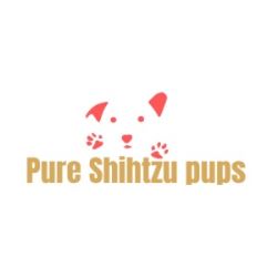 Discover Shih Tzu Puppies San Antonio Today at Pure Shih Tzu
