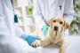 How Can Veterinary Clinics Support Aging Pets?