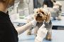The Benefits of 24/7 Emergency Vet Services for Pet Owners