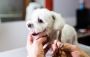 Top Tips for Preventing Infections in Pet Lacerations