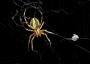  Book Professional Spider Removal Service