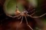  Book Professional Spider Removal Service in Eastwood Today
