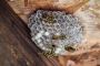 Book Quality Wasps Pest Control Services in Sydney