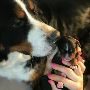 Mini Bernedoodle Puppy for Sale