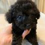 Micro Poodle Cost in Ohio Micro Poodle Cost in Ohio