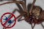 Spider Control Service Coimbatore