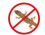 Best Gecko Control Company Coimbatore	