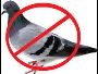 Pigeon Control Services Coimbatore	