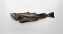Buy Atlantic Cod Online – Fresh, Sustainable, and High-Quali