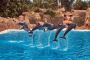 Unvergessliches Delfinschwimmen in Hurghada – Mangoausflug