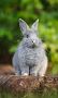 Rabbit Groomers Inc